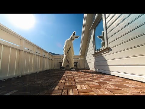 Our House (metal cover by the Moracchioli family)